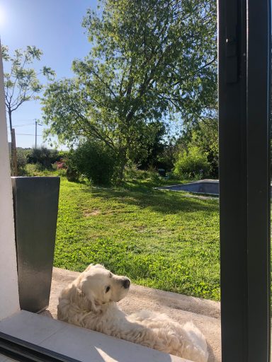 Notre chien , Lucky , Lucky partage son temps entre sieste et câlins