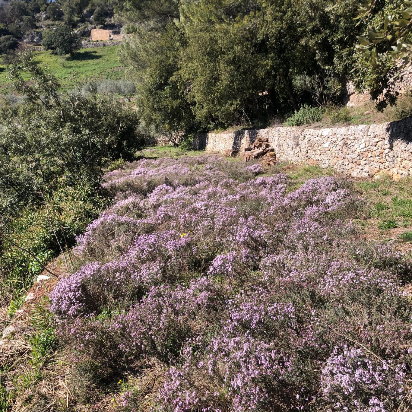 Champs de thyms en fleurs
