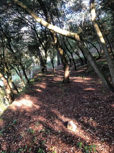 Le bois de Chênes , fraîcheur garantie
